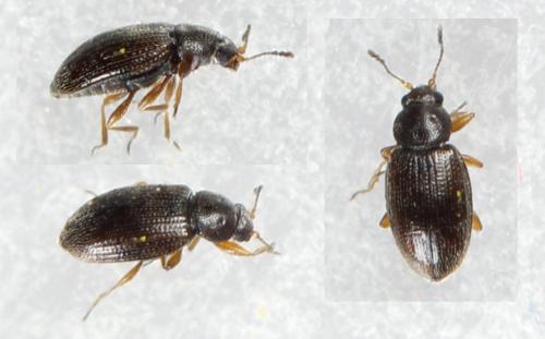 Corticarina minuta